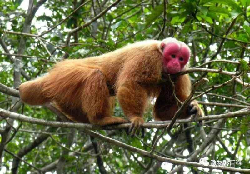 The world's ten most bizarrely shaped monkeys
