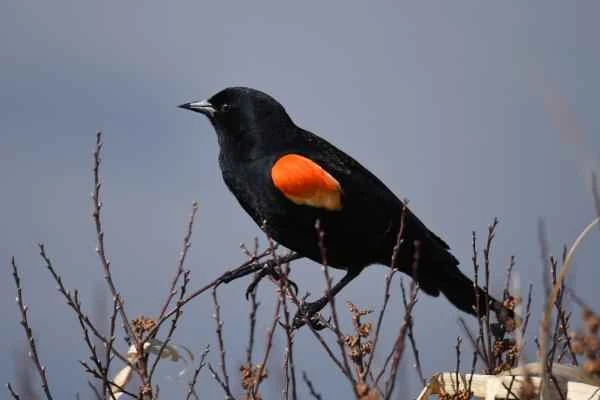 Blackbird species - Red-winged Blackbird (Agelaius phoeniceus)