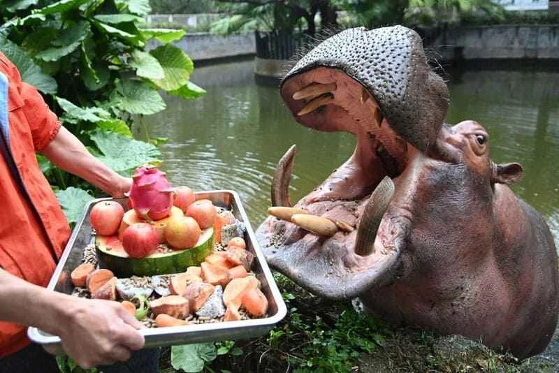 What do hippos eat? Zoologists decipher the dietary habits of this river behemoth.
