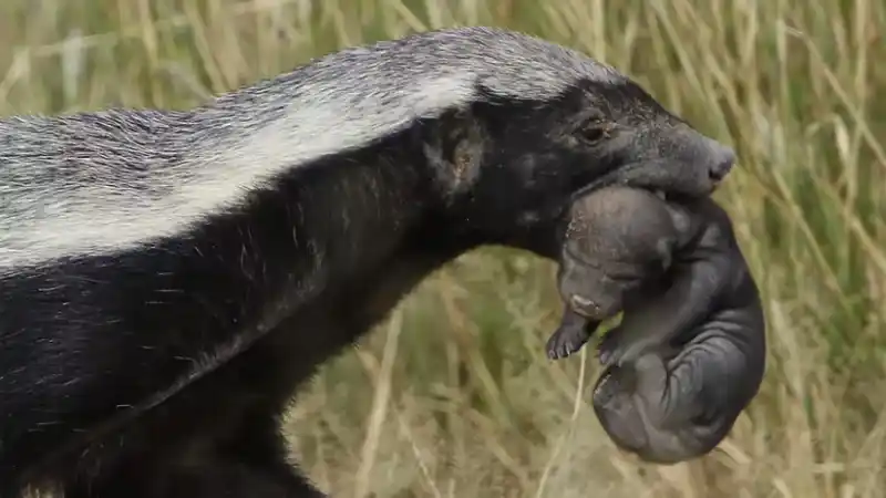 Honey Badger (Mellivora capensis): Small in size, but a legend