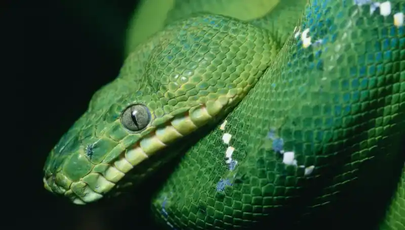 Explore the habitat of the Emerald Tree Python (Corallus caninus)