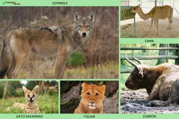 Animales híbridos: ejemplos and características - Otros animales híbridos