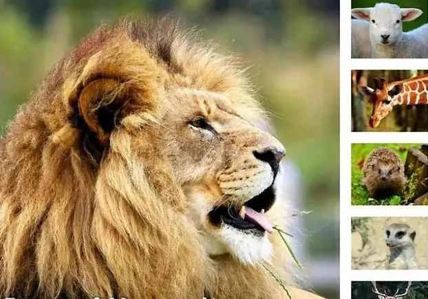 Types and characteristics of mammals