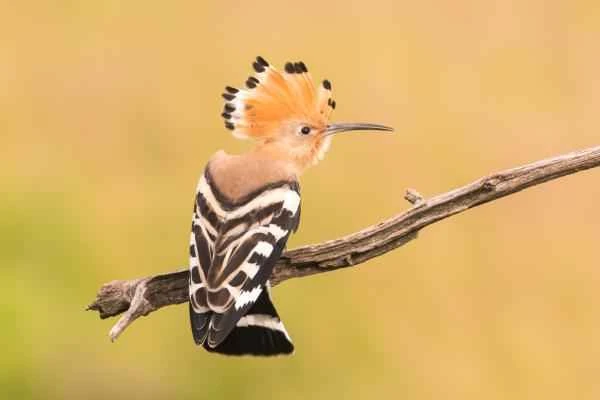 Aves de España - Abubilla común