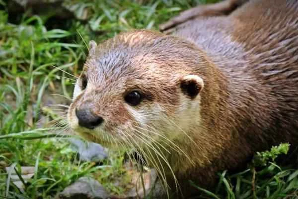 Mustelids: What are they and examples - Otter (Lutra lutra)