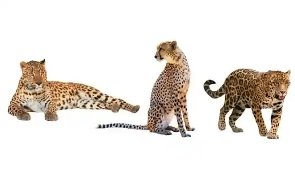 The differences between leopards, cheetahs, and jaguars