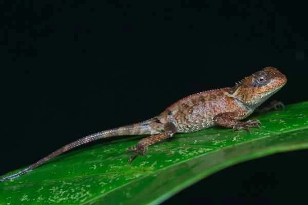 Spiny animal - Acanthosaura crucigera