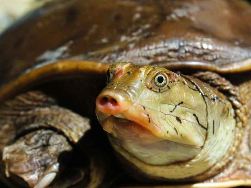 Top 10 Soft-shelled Turtle Species in the World