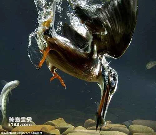Kingfishers dive to the bottom of the water to catch fish.