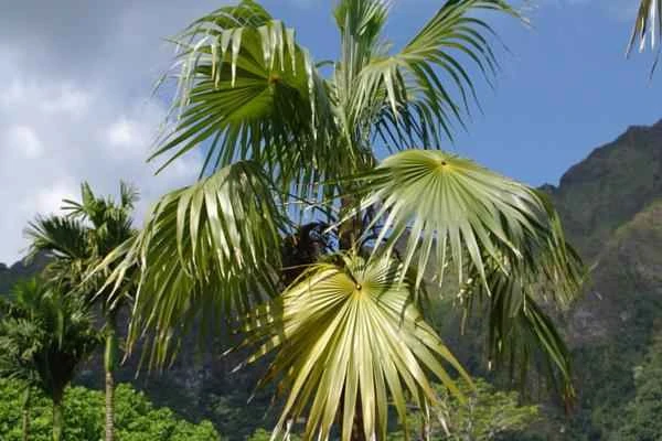 Especies endémicas de Quintana Roo - Palma chit (Thrinax radiata)