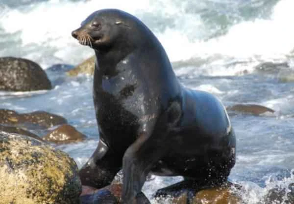 Especies endémicas de Baja California - Lobo fino de Guadalupe (Arctocephalus townsendi)