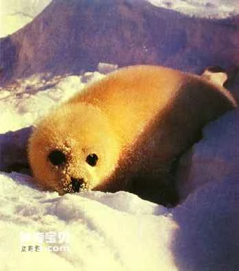 Seal's Living Habits