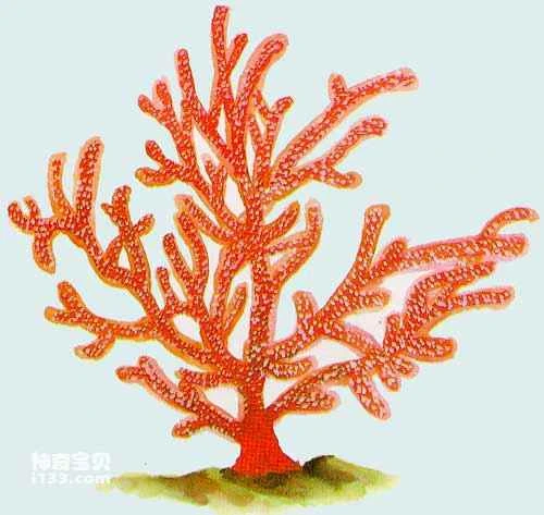 Coral species and ecological characteristics