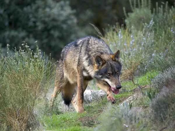Tipos de lobos - Lobo ibérico (Canis lupus signatus)