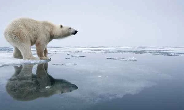 Why don't polar bears live in Antarctica?