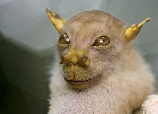 管鼻果蝠（Nyctimene spp.）