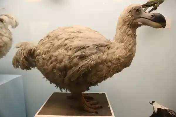 Why did the dodo bird become extinct?