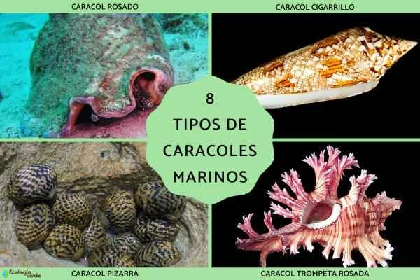 A Comprehensive Guide to 8 Major Marine Snails: Morphology, Habits, Consumption, and Conservation
