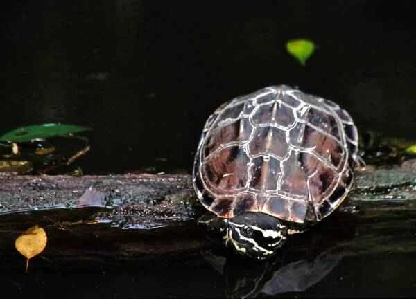 Top 10 most difficult aquatic turtles to keep, these creatures require a lot of effort and attention.