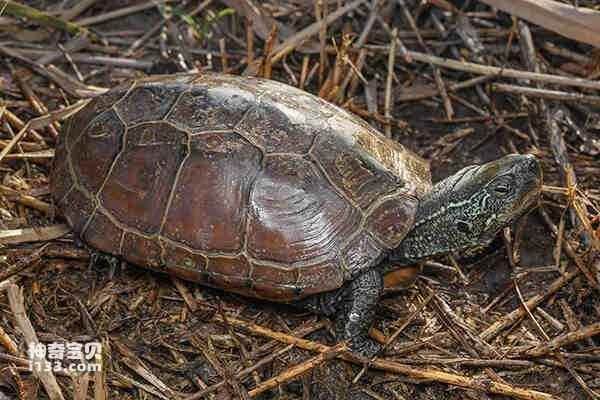 The origin and evolutionary history of turtles