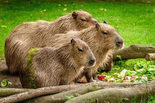 Capybara Introduction: Where does the world's largest rodent live, what does it eat, and what are its habits?