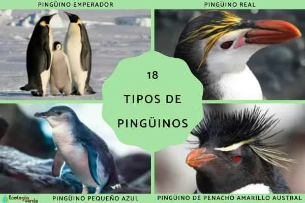 A guide to 18 penguin species worldwide, including their characteristics and habitats, and conservation status.