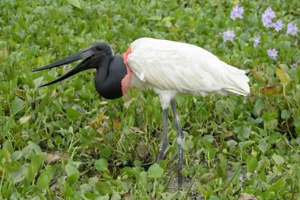 Wading birds: What are they and examples - Jabirú