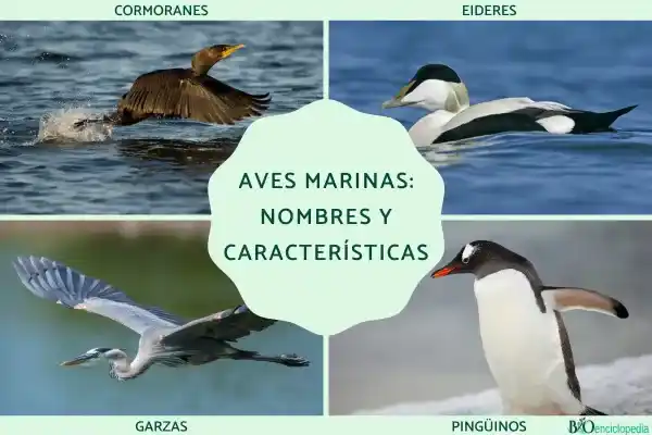 Seabirds: Names and Key Characteristics (Common Species Fully Analyzed)
