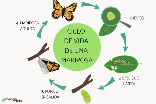 The life cycle of a butterfly: stages and images