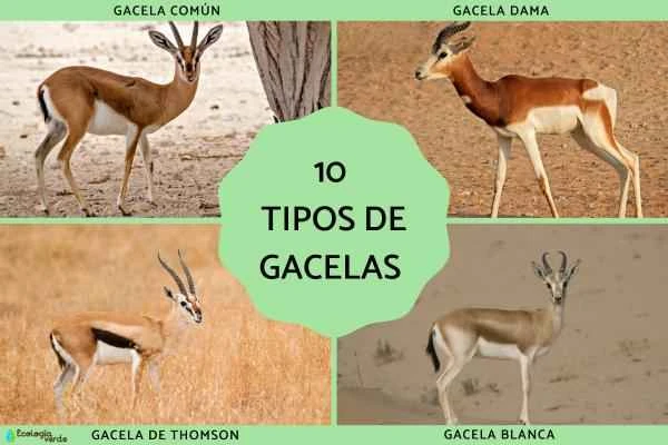 10 species of gazelles – names, characteristics and photos
