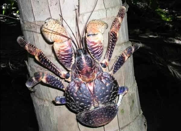 Crab varieties - Coconut crab (Birgus latro)
