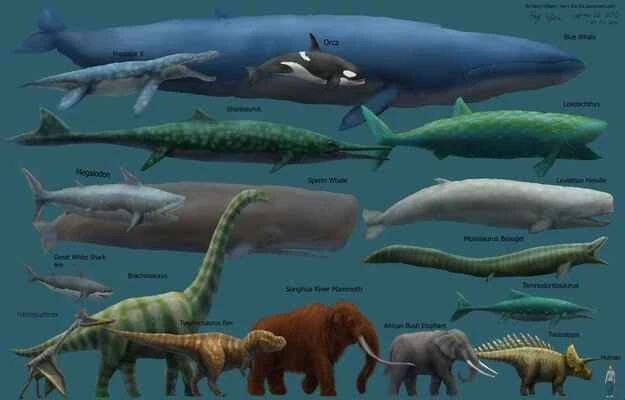 The ten heaviest living mammals