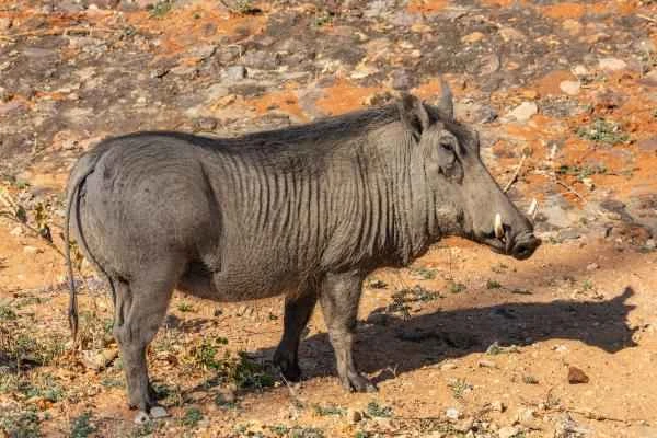 Animales ungulados: qué son, ejemplos and características - Jabalí facocero común (Phacochoerus africanus)
