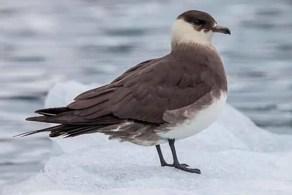 Mediterranean Seabird - Parasitic Skuas
