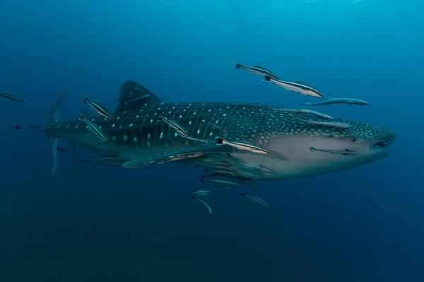 Endangered sharks – whale sharks or rhinoceros sharks