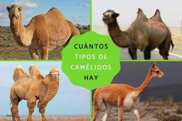 Camelidae (Camels): Definition and Detailed Explanation of Seven Representative Species