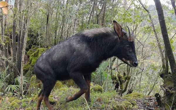 The Chinese serow: a mythical beast with a horse's face, ox hooves, and donkey tail, resembling a mythical creature.