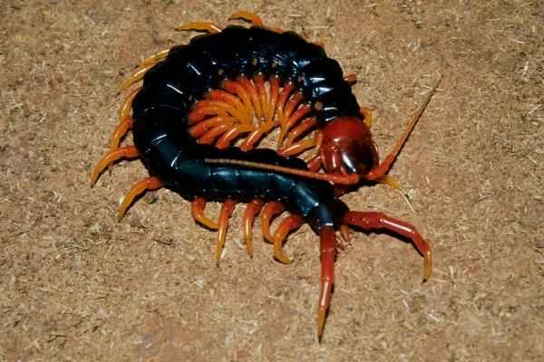 Animales más peligrosos en España - Escolopendra