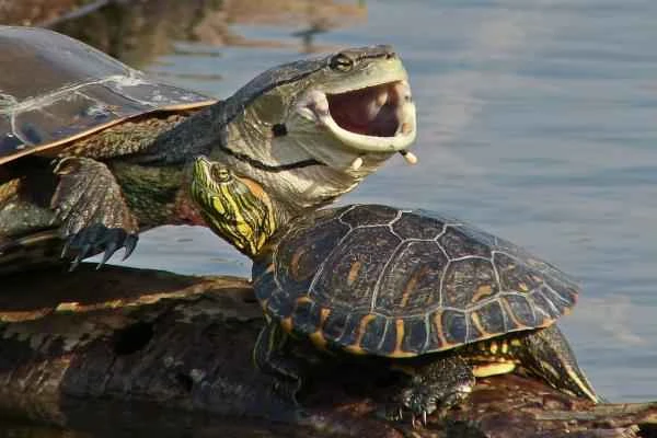 Toothless animals - Turtles (Testudines)