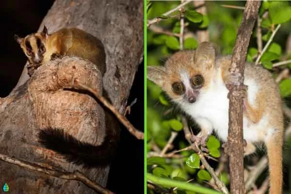 Tipos of lémur - Quirogaleidos