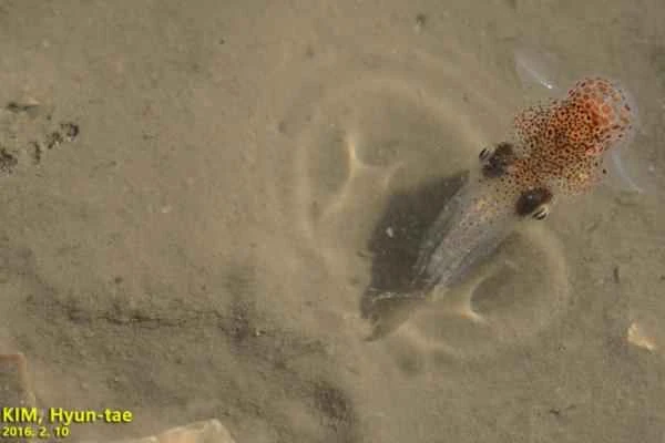 Types of squid - Japanese squid