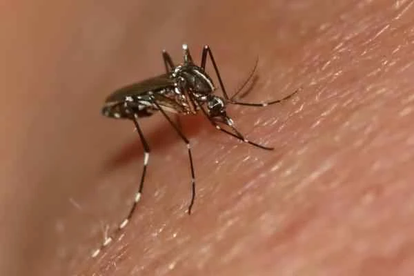Animals in China – Asian tiger mosquito or Aedes albopictus