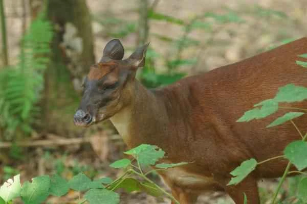 Animales de la sierra peruana - Venado peruano de cola blanca (Odocoileus peruvianus)
