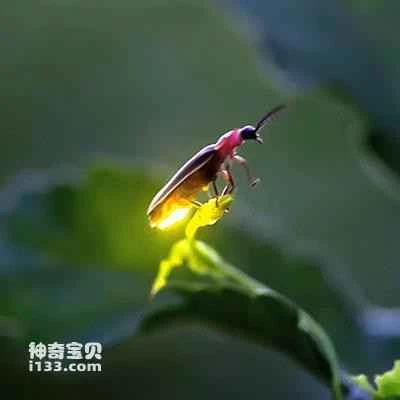 Detailed information and habits of fireflies