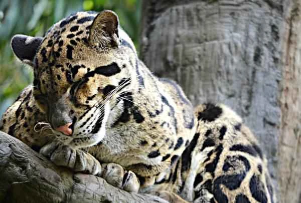 Día Internacional del Leopardo Nublado o Pantera Nebulosa - Características of pantera nebulosa