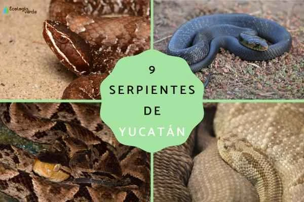 A comprehensive list of common snakes in Yucatan: species, characteristics, and ecological roles.
