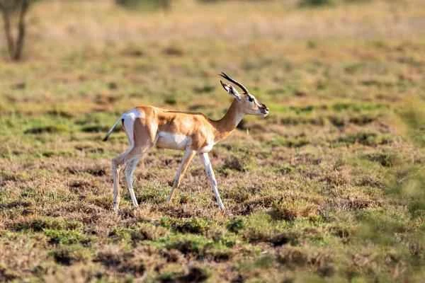 Tipos de gacelas - Gacela de Soemmerring