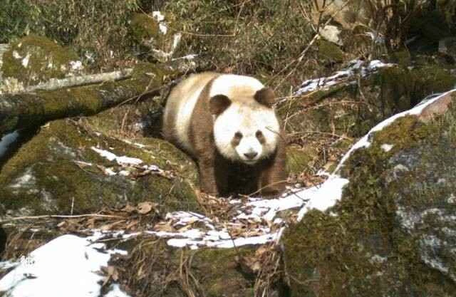 Humans and pandas have coexisted for 800 years