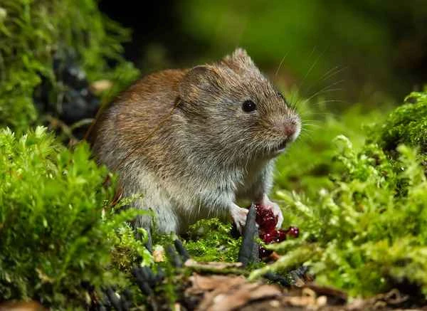 Field mice: A comprehensive guide to ecology, habits, and control.