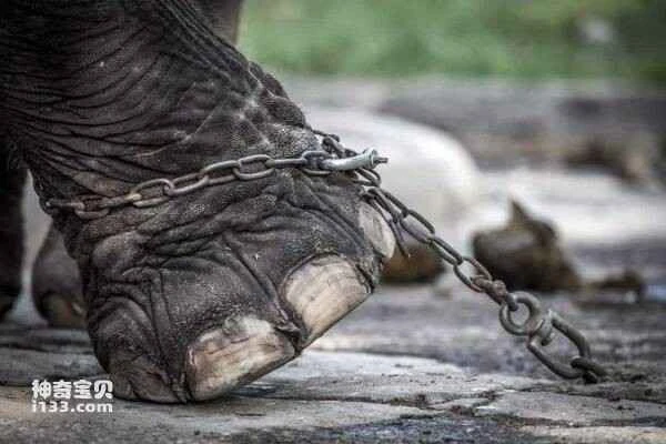 The world's 10 most cruel animal attractions